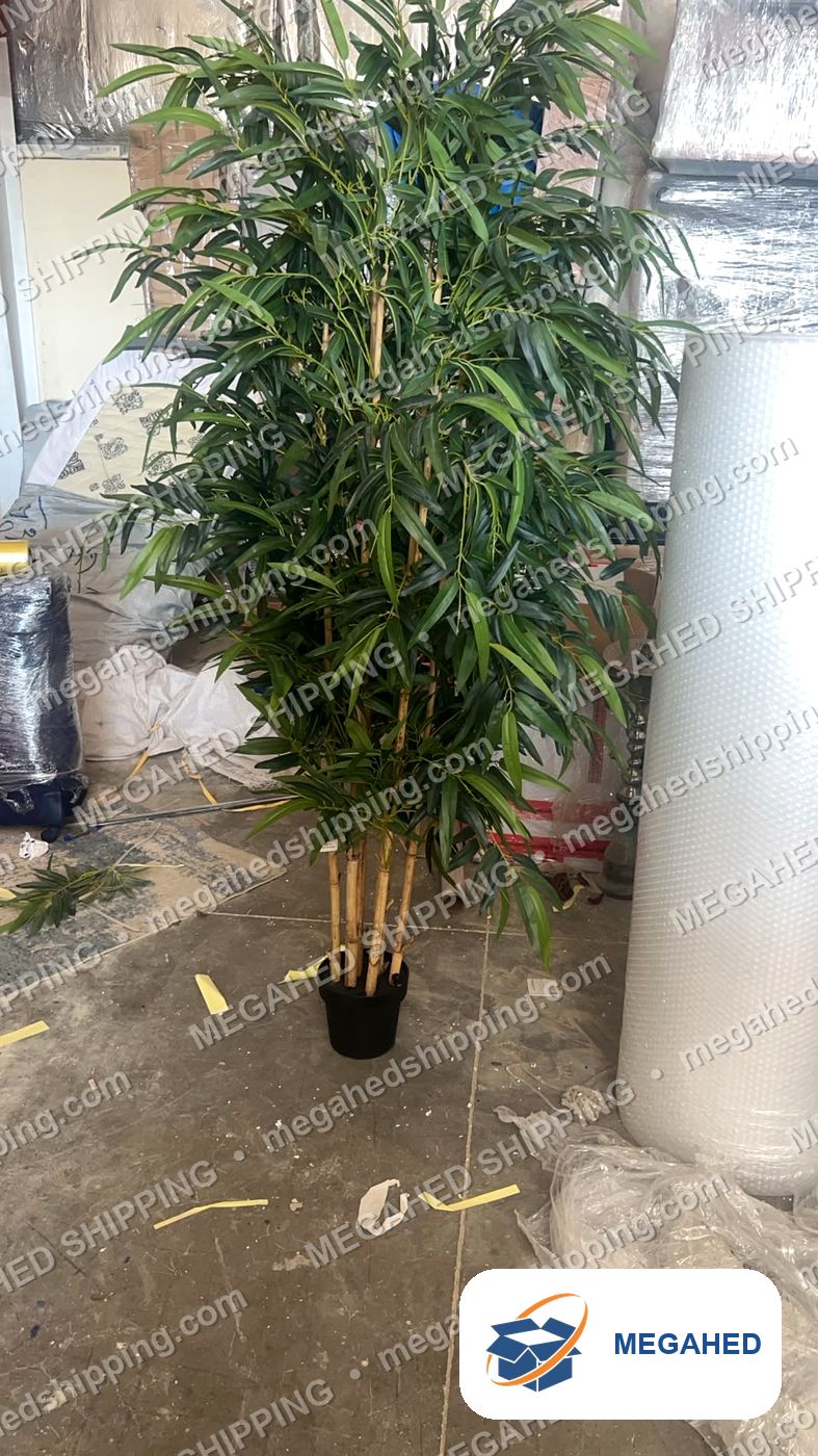 Decorative plant before wrapping